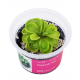Pinguicula ‘Tina’ – taukė